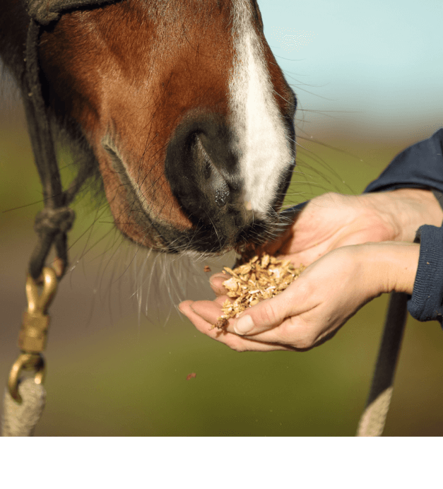 einstieg pferdewelt bild links pferd pferdefutter pferdepflege reitkleidung
